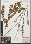 Foto von Salix starkeana Willd.